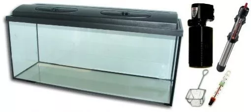 koi-kert20261020193222136146